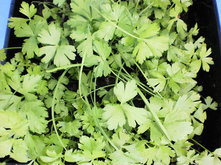 Flat leaved parsley.JPG - Flat leaved parsley